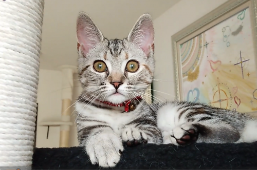 我が家の守り猫・アメリカンショートヘアーの女の子でちゅ(=^・^=)後ろの絵は、女神のエネルギーを表現したヒーリングアート「アフロディーテ」/マルタ共和国・カバリエリアートホテル展示作品